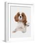 Domestic Dog, Cavalier King Charles Spaniel, puppy, laying-Chris Brignell-Framed Photographic Print