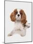 Domestic Dog, Cavalier King Charles Spaniel, puppy, laying-Chris Brignell-Mounted Photographic Print