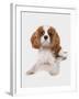 Domestic Dog, Cavalier King Charles Spaniel, puppy, laying-Chris Brignell-Framed Photographic Print
