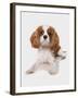 Domestic Dog, Cavalier King Charles Spaniel, puppy, laying-Chris Brignell-Framed Photographic Print