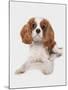 Domestic Dog, Cavalier King Charles Spaniel, puppy, laying-Chris Brignell-Mounted Photographic Print