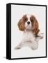 Domestic Dog, Cavalier King Charles Spaniel, puppy, laying-Chris Brignell-Framed Stretched Canvas