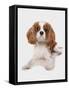 Domestic Dog, Cavalier King Charles Spaniel, puppy, laying-Chris Brignell-Framed Stretched Canvas