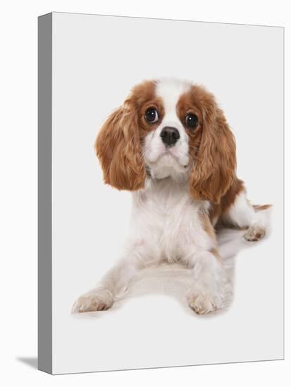 Domestic Dog, Cavalier King Charles Spaniel, puppy, laying-Chris Brignell-Stretched Canvas