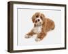 Domestic Dog, Cavapoo (Cavalier King Charles Spaniel x Poodle), adult, laying-Chris Brignell-Framed Photographic Print