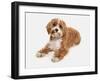 Domestic Dog, Cavapoo (Cavalier King Charles Spaniel x Poodle), adult, laying-Chris Brignell-Framed Photographic Print