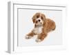 Domestic Dog, Cavapoo (Cavalier King Charles Spaniel x Poodle), adult, laying-Chris Brignell-Framed Photographic Print