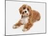 Domestic Dog, Cavapoo (Cavalier King Charles Spaniel x Poodle), adult, laying-Chris Brignell-Mounted Photographic Print