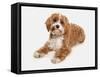 Domestic Dog, Cavapoo (Cavalier King Charles Spaniel x Poodle), adult, laying-Chris Brignell-Framed Stretched Canvas