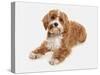 Domestic Dog, Cavapoo (Cavalier King Charles Spaniel x Poodle), adult, laying-Chris Brignell-Stretched Canvas