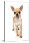 Domestic Dog, Chihuahua, adult, standing-Chris Brignell-Stretched Canvas