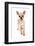 Domestic Dog, Chihuahua, adult, standing-Chris Brignell-Framed Photographic Print