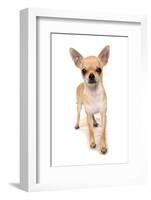 Domestic Dog, Chihuahua, adult, standing-Chris Brignell-Framed Photographic Print