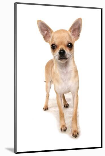 Domestic Dog, Chihuahua, adult, standing-Chris Brignell-Mounted Photographic Print