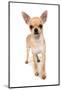 Domestic Dog, Chihuahua, adult, standing-Chris Brignell-Mounted Photographic Print