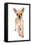 Domestic Dog, Chihuahua, adult, standing-Chris Brignell-Framed Stretched Canvas