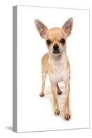 Domestic Dog, Chihuahua, adult, standing-Chris Brignell-Stretched Canvas