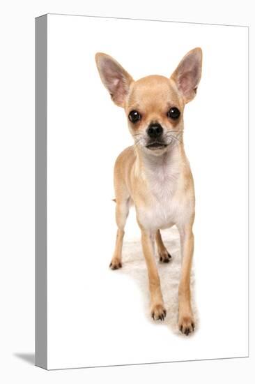 Domestic Dog, Chihuahua, adult, standing-Chris Brignell-Stretched Canvas