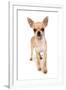 Domestic Dog, Chihuahua, adult, standing-Chris Brignell-Framed Photographic Print