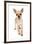 Domestic Dog, Chihuahua, adult, standing-Chris Brignell-Framed Photographic Print