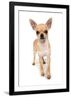 Domestic Dog, Chihuahua, adult, standing-Chris Brignell-Framed Photographic Print