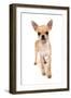 Domestic Dog, Chihuahua, adult, standing-Chris Brignell-Framed Photographic Print