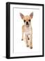Domestic Dog, Chihuahua, adult, standing-Chris Brignell-Framed Photographic Print