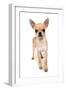 Domestic Dog, Chihuahua, adult, standing-Chris Brignell-Framed Photographic Print