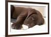 Domestic Dog, Chocolate Labrador Retriever, male puppy, sleeping-Chris Brignell-Framed Photographic Print