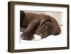 Domestic Dog, Chocolate Labrador Retriever, male puppy, sleeping-Chris Brignell-Framed Photographic Print