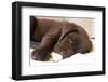 Domestic Dog, Chocolate Labrador Retriever, male puppy, sleeping-Chris Brignell-Framed Photographic Print