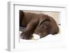 Domestic Dog, Chocolate Labrador Retriever, male puppy, sleeping-Chris Brignell-Framed Photographic Print