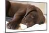 Domestic Dog, Chocolate Labrador Retriever, male puppy, sleeping-Chris Brignell-Mounted Photographic Print