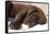 Domestic Dog, Chocolate Labrador Retriever, male puppy, sleeping-Chris Brignell-Framed Stretched Canvas