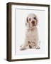 Domestic Dog, Clumber Spaniel, puppy, sitting-Chris Brignell-Framed Photographic Print