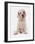 Domestic Dog, Clumber Spaniel, puppy, sitting-Chris Brignell-Framed Photographic Print