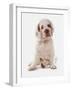 Domestic Dog, Clumber Spaniel, puppy, sitting-Chris Brignell-Framed Photographic Print