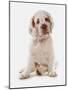 Domestic Dog, Clumber Spaniel, puppy, sitting-Chris Brignell-Mounted Photographic Print