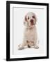 Domestic Dog, Clumber Spaniel, puppy, sitting-Chris Brignell-Framed Photographic Print