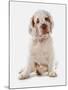 Domestic Dog, Clumber Spaniel, puppy, sitting-Chris Brignell-Mounted Photographic Print