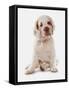 Domestic Dog, Clumber Spaniel, puppy, sitting-Chris Brignell-Framed Stretched Canvas