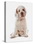 Domestic Dog, Clumber Spaniel, puppy, sitting-Chris Brignell-Stretched Canvas