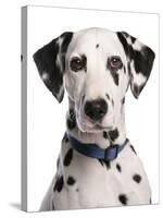 Domestic Dog, Dalmatian, adult, close-up of head-Chris Brignell-Stretched Canvas