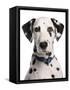 Domestic Dog, Dalmatian, adult, close-up of head-Chris Brignell-Framed Stretched Canvas