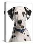 Domestic Dog, Dalmatian, adult, close-up of head-Chris Brignell-Stretched Canvas