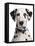 Domestic Dog, Dalmatian, adult, close-up of head-Chris Brignell-Framed Stretched Canvas