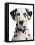 Domestic Dog, Dalmatian, adult, close-up of head-Chris Brignell-Framed Stretched Canvas