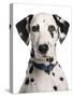 Domestic Dog, Dalmatian, adult, close-up of head-Chris Brignell-Stretched Canvas