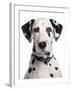 Domestic Dog, Dalmatian, adult, close-up of head-Chris Brignell-Framed Photographic Print