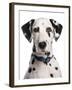 Domestic Dog, Dalmatian, adult, close-up of head-Chris Brignell-Framed Photographic Print